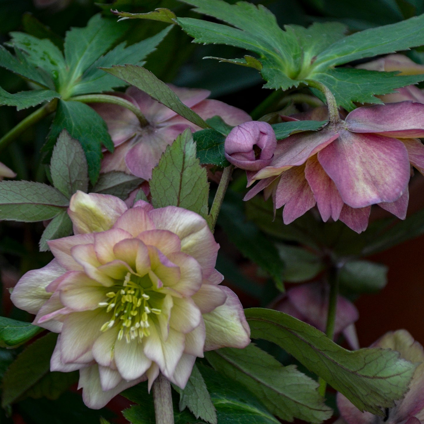 Helleborus x hybridus 'Mother of the Bride'