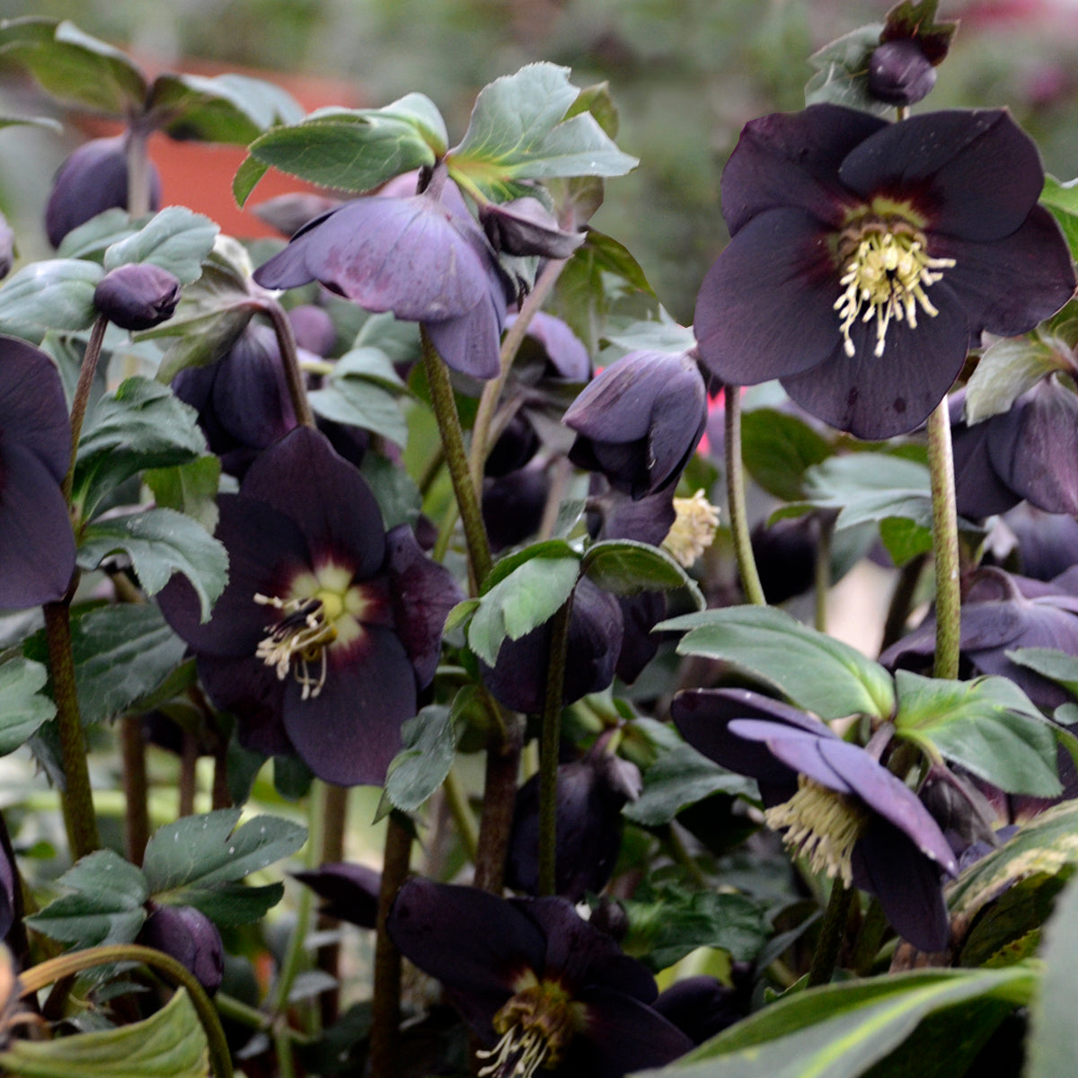 Helleborus x hybridus 'New York Night'
