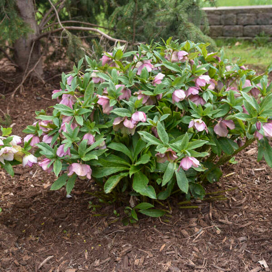 Helleborus x hybridus 'Paris in Pink'