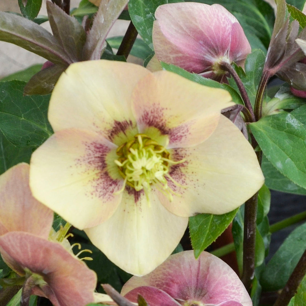 Helleborus x hybridus 'Sandy Shores'