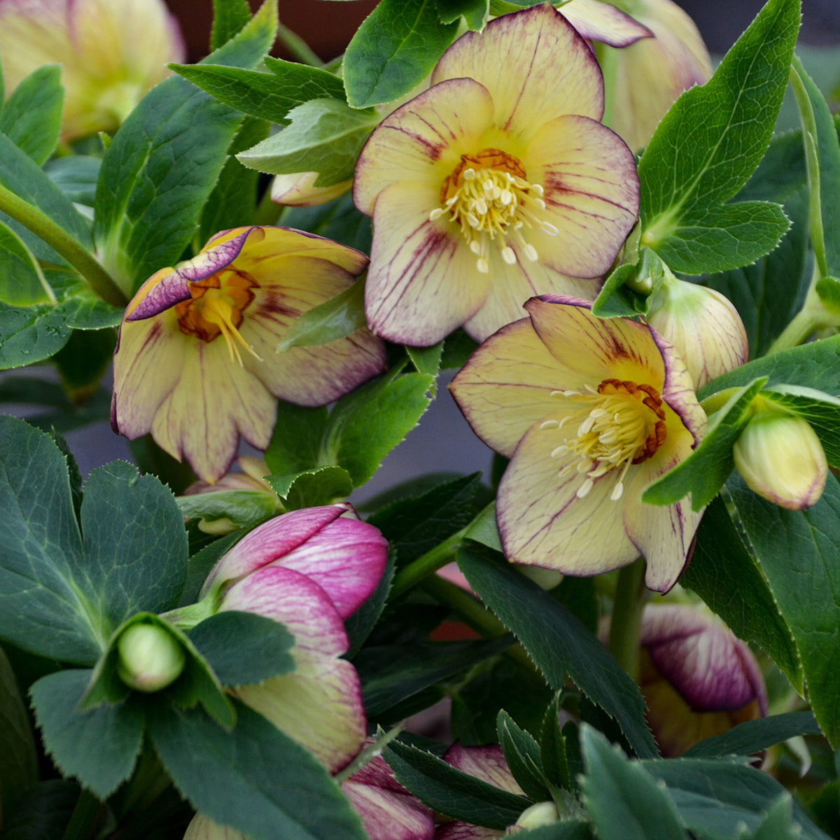 Helleborus x hybridus 'Tropical Sunset'