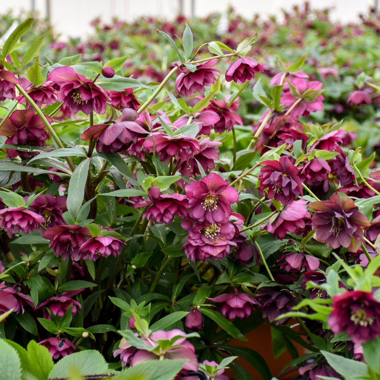 Helleborus x hybridus 'True Love'