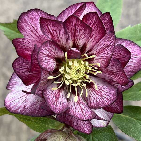 Helleborus x hybridus 'Whirlwind Romance' (Lenten Rose)