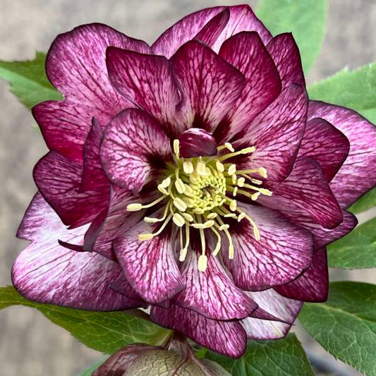 Helleborus x hybridus 'Whirlwind Romance' (Lenten Rose)