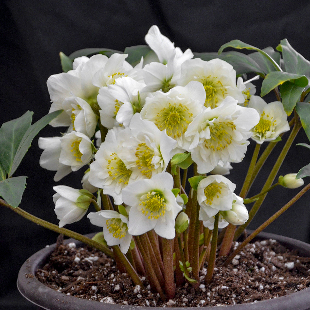 Helleborus niger 'Snowbells'