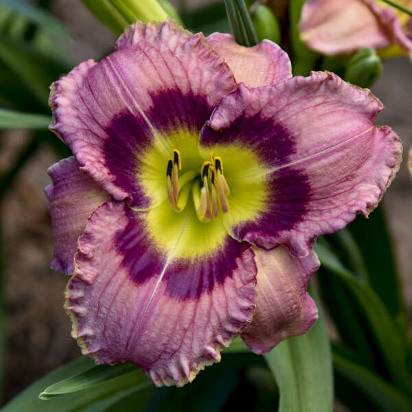 Hemerocallis 'Always Afternoon'