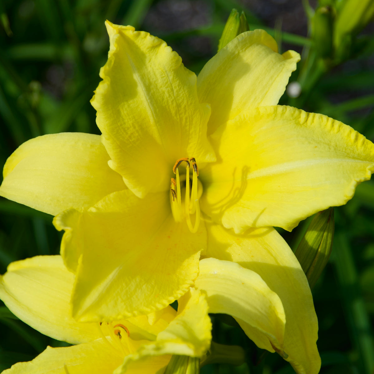 Close-up of a bright yellow flower with green foliage in the background