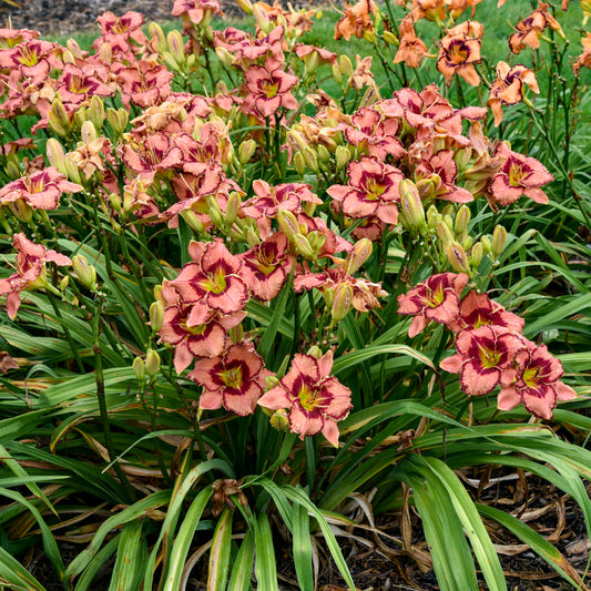 Hemerocallis 'Fearfully and Wonderfully Made'