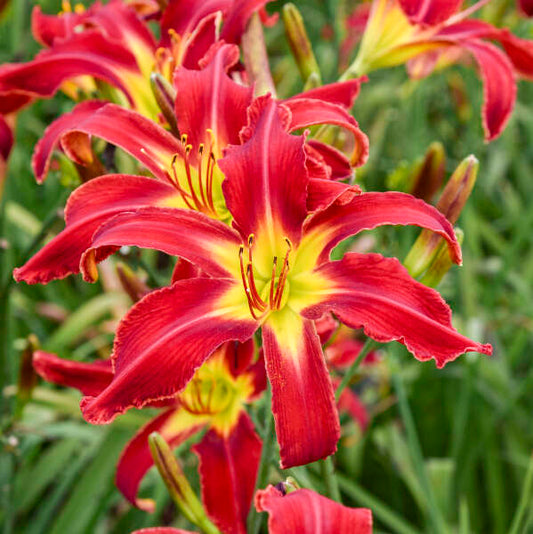 Hemerocallis 'Heavenly United We Stand'