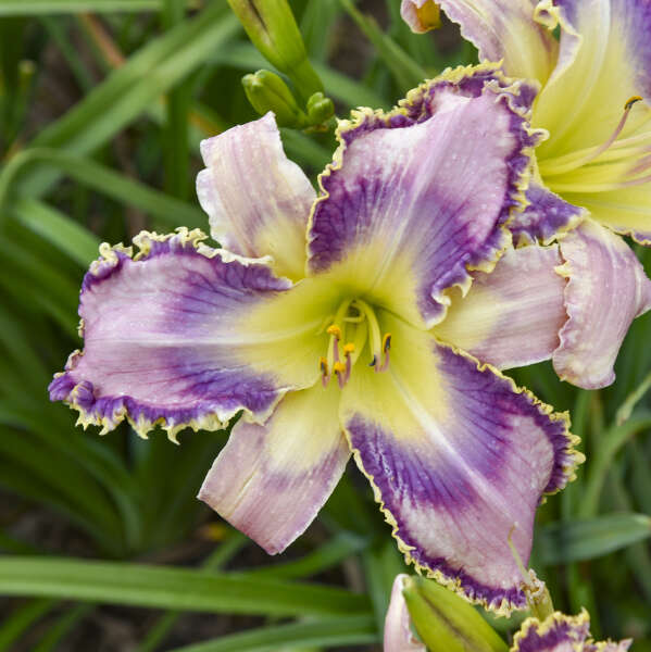 Hemerocallis 'Kingdom Bound'