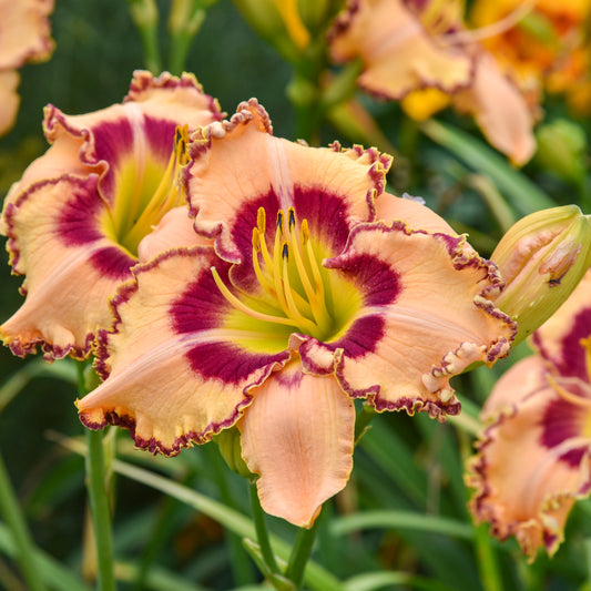 Hemerocallis 'King of the Ages' (Daylily)