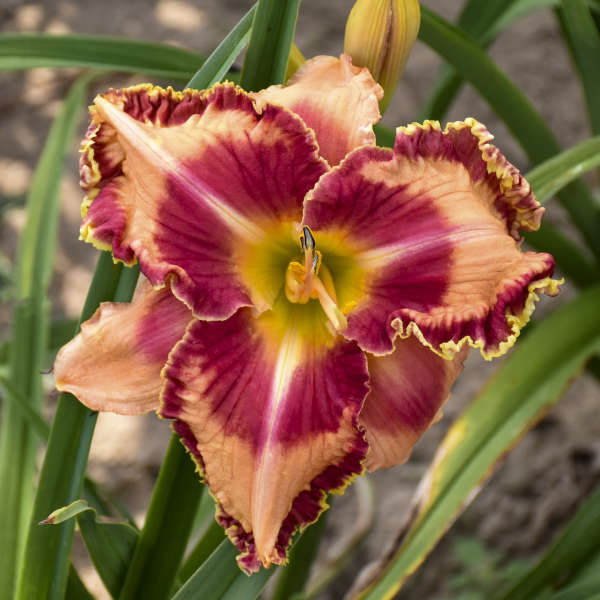 Hemerocallis 'Lake of Fire'