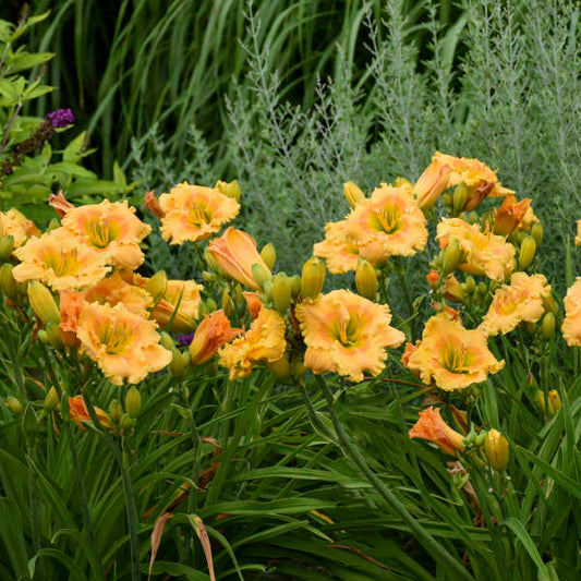 Hemerocallis 'Orange Smoothie'