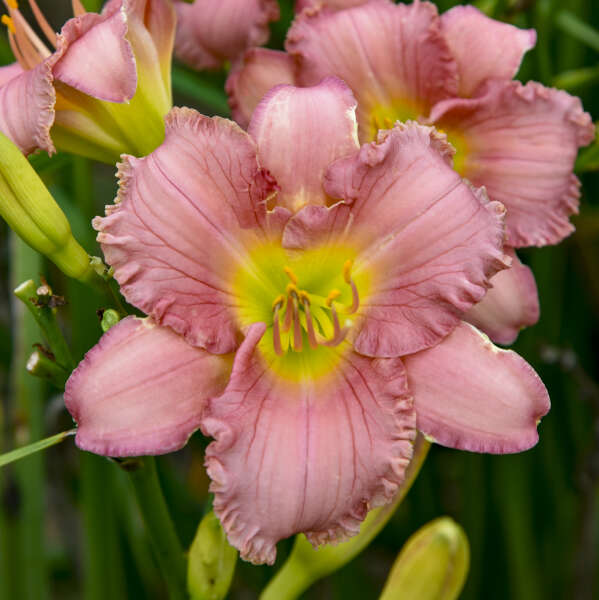 Hemerocallis 'Pinkapotamus' (Daylily)