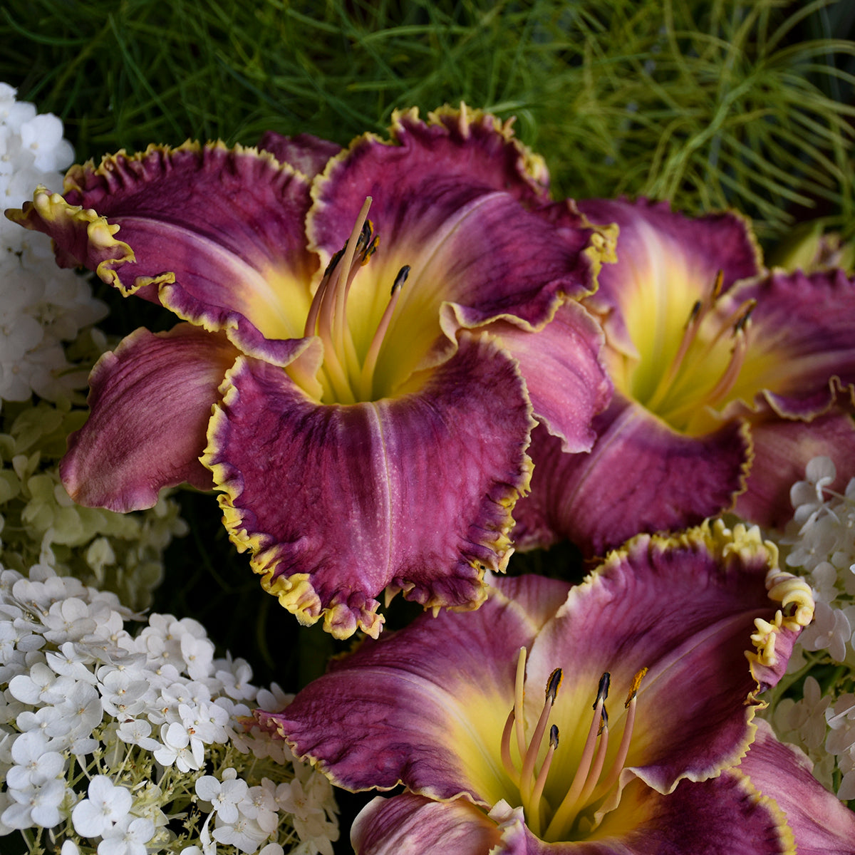 Hemerocallis 'Raspberry Eclipse'