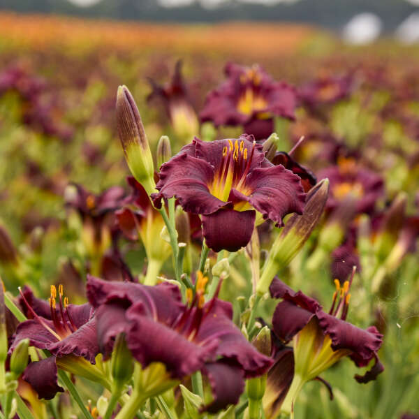 Hemerocallis 'Rule of Plum' (Daylily)