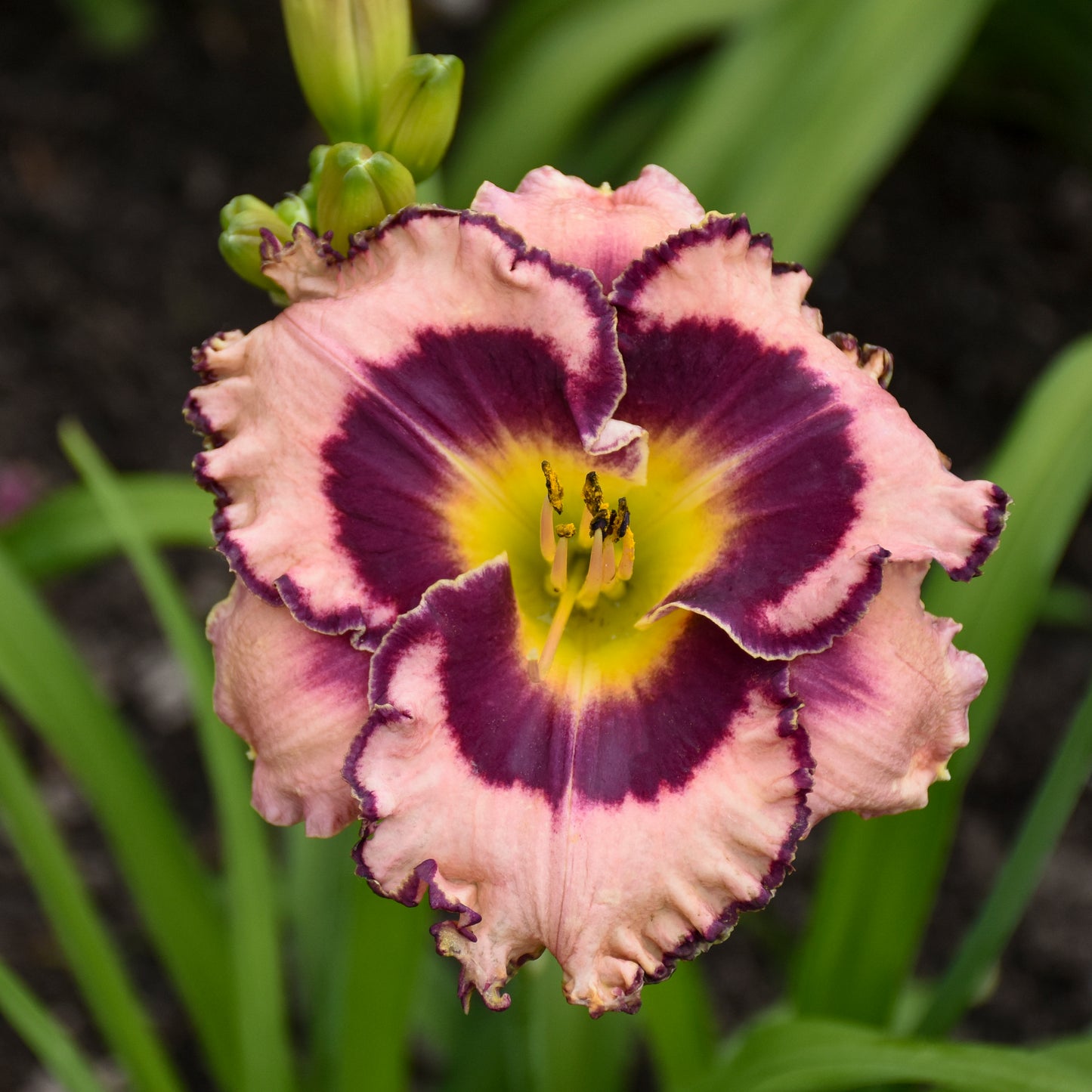 Hemerocallis 'Sound of My Heart' (Daylily)