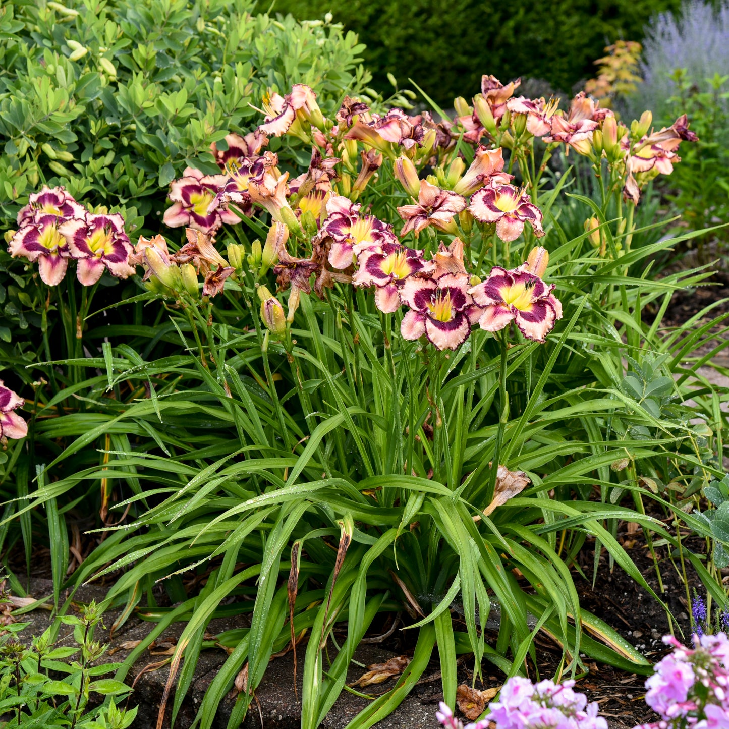 Hemerocallis 'Sound of My Heart' (Daylily)