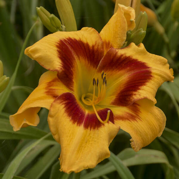 Hemerocallis 'Tiger Swirl'