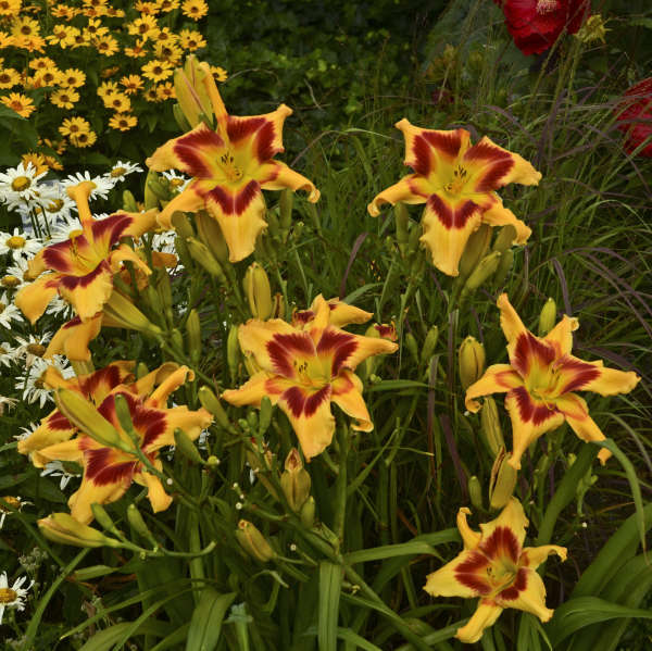 Hemerocallis 'Tiger Swirl'