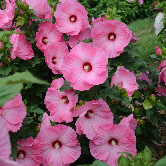 Hibiscus x moscheutos  'Airbrush Effect'