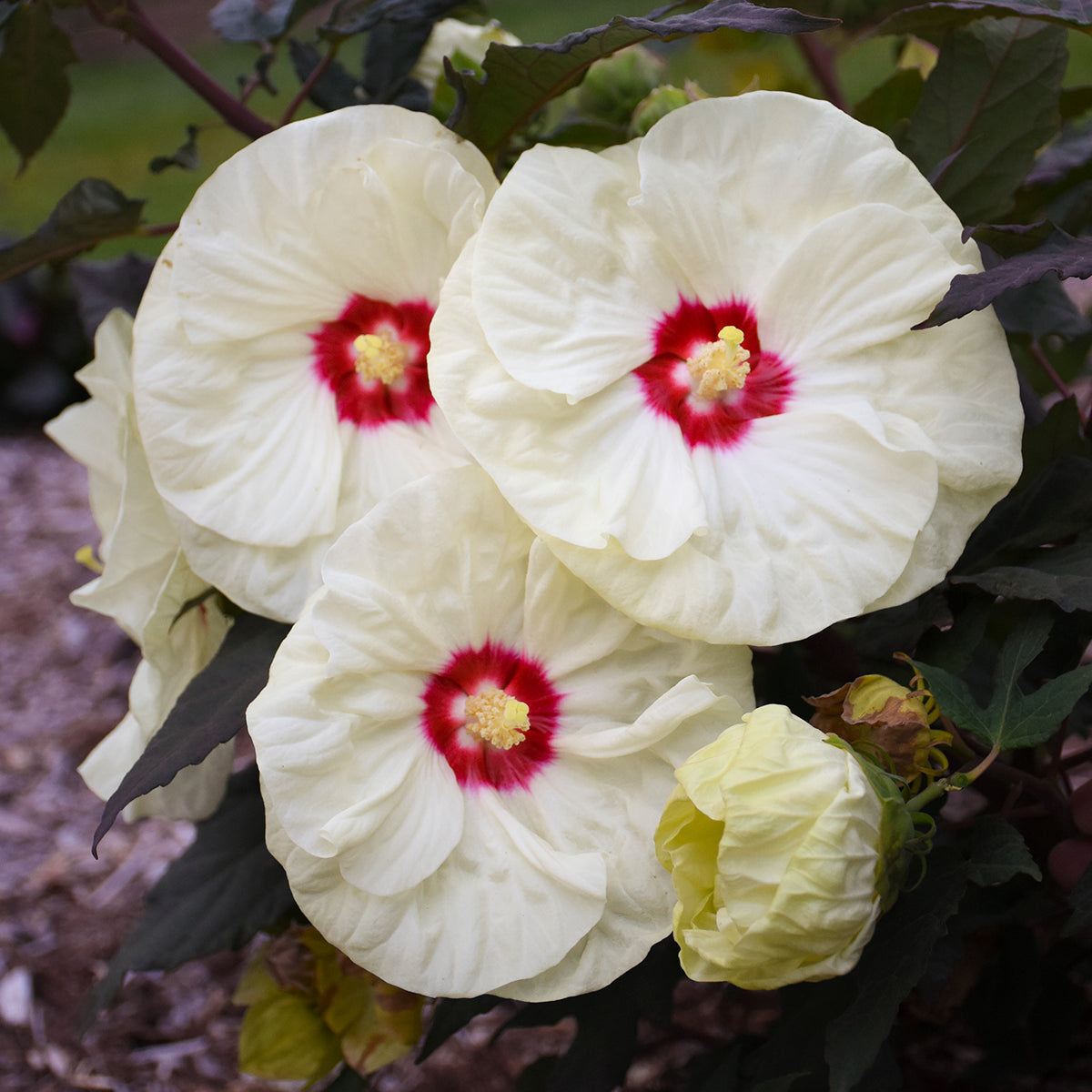 Hibiscus moscheutos 'French Vanilla'