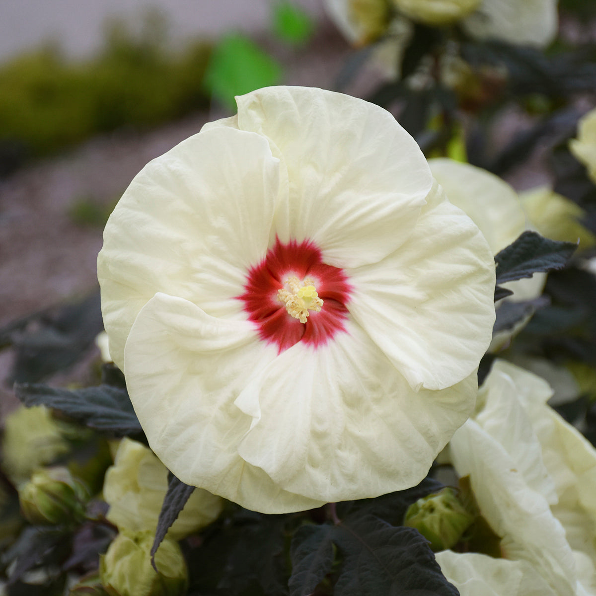 Hibiscus moscheutos 'French Vanilla'