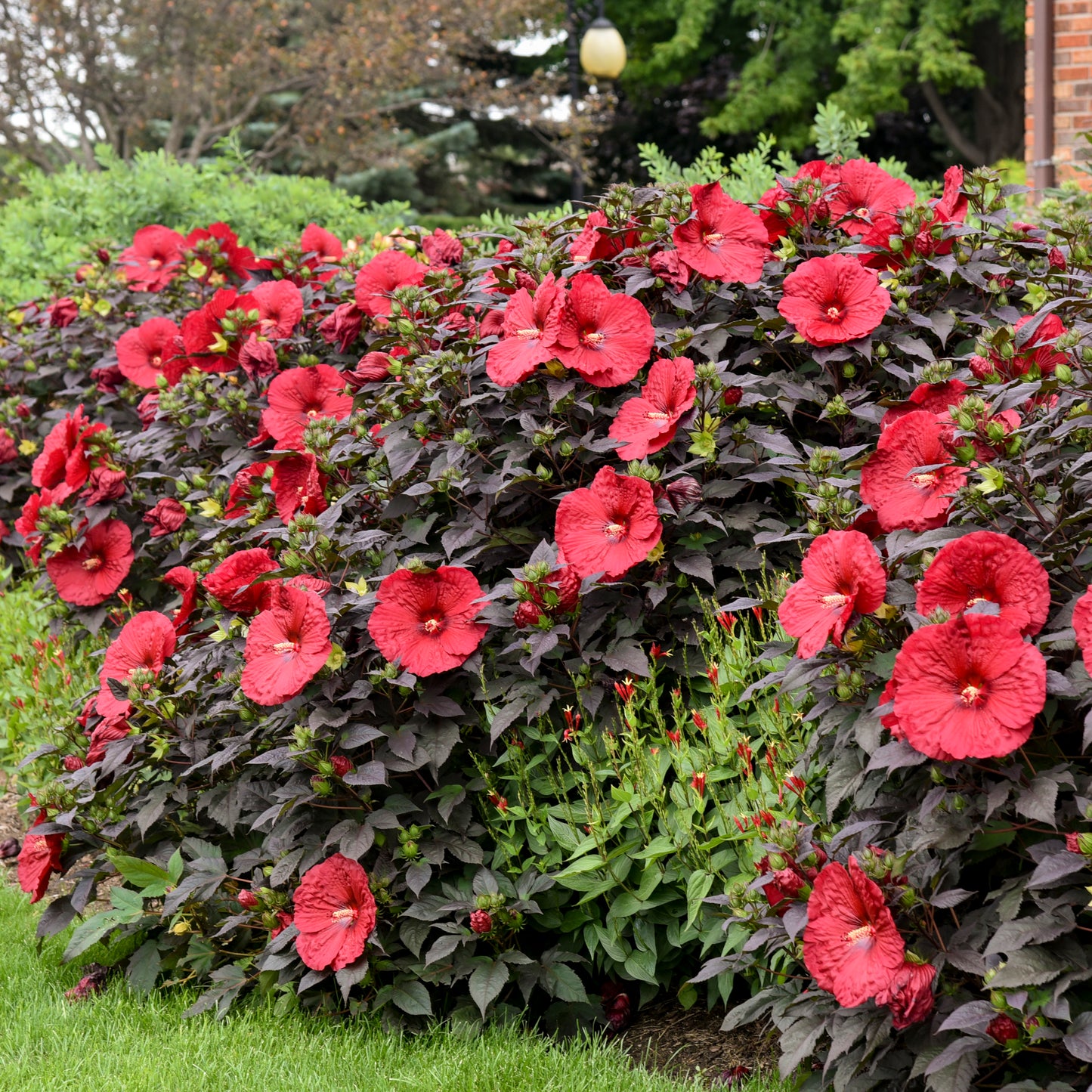 Hibiscus moscheutos 'Holy Grail'