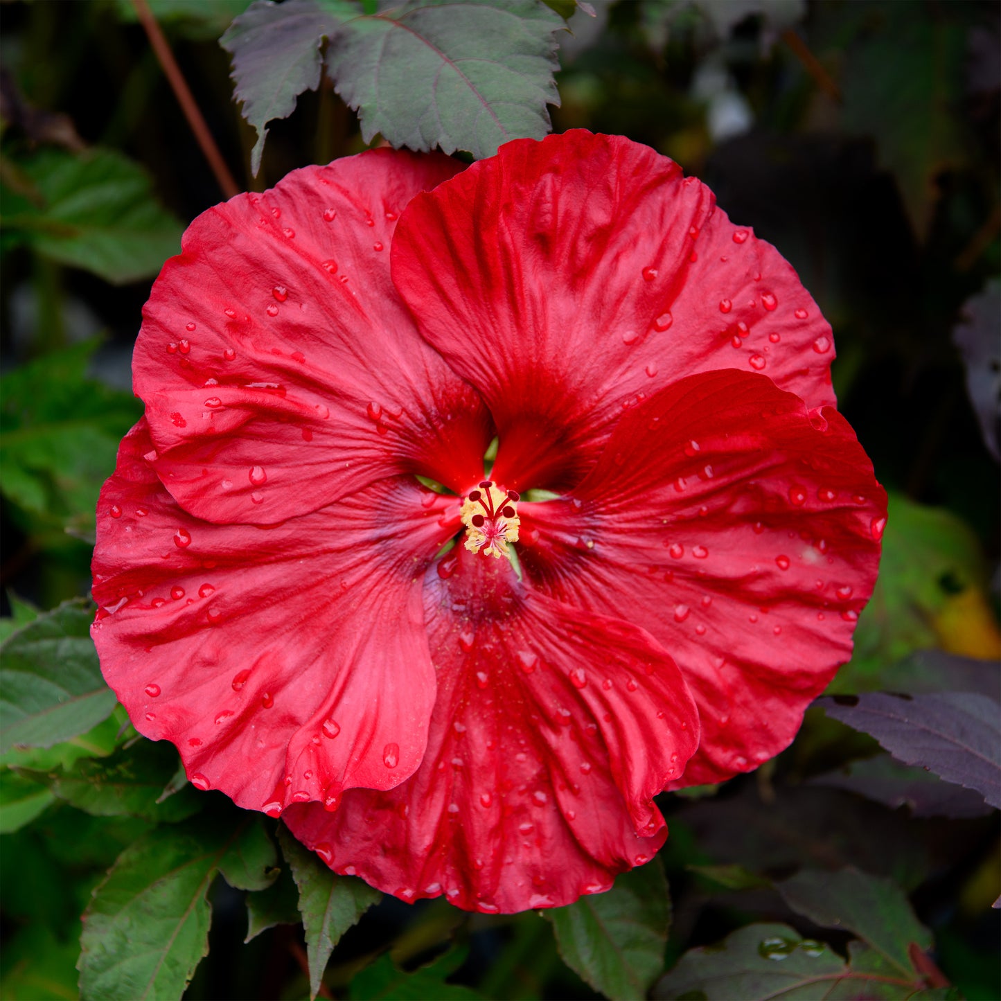 Hibiscus moscheutos 'Valentine's Crush'