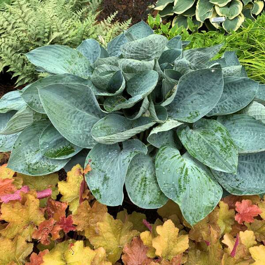 Hosta 'Above the Clouds’