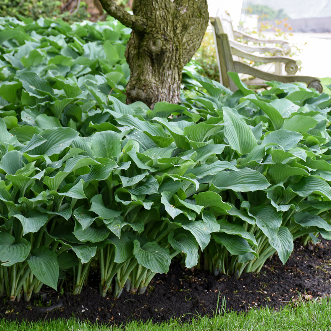 Hosta 'Blue Angel'