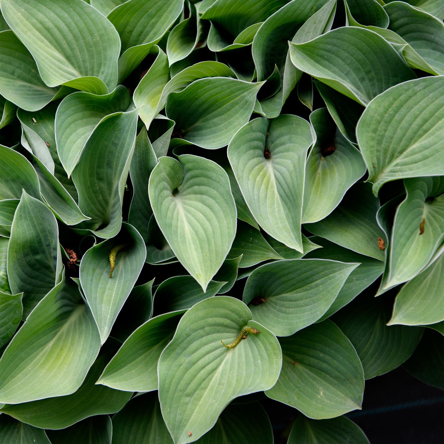 Close-up of green leaves with a dark background