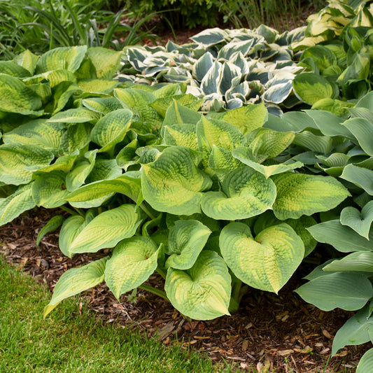 Hosta 'Brother Stephan'