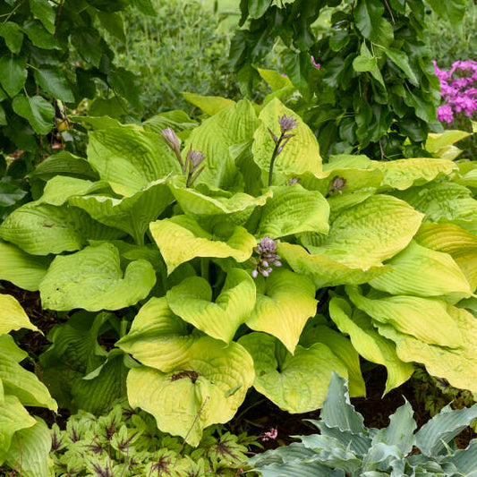 Hosta 'Coast to Coast'