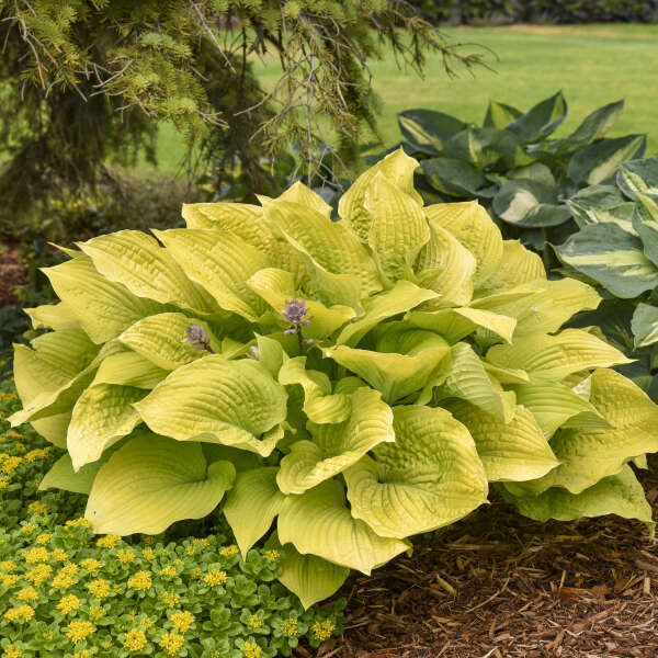 Hosta 'Coast to Coast'