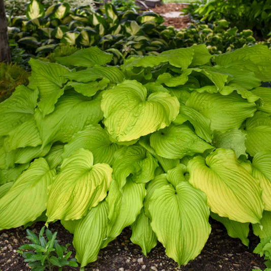 Hosta 'Dancing Queen'