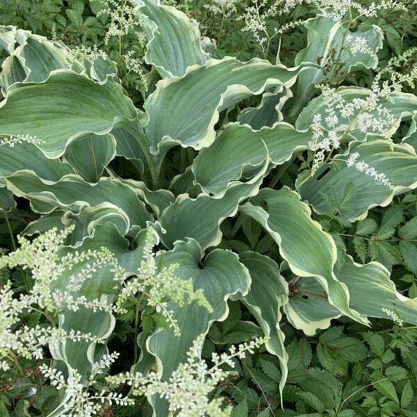 Hosta 'Dancing in the Moonlight'