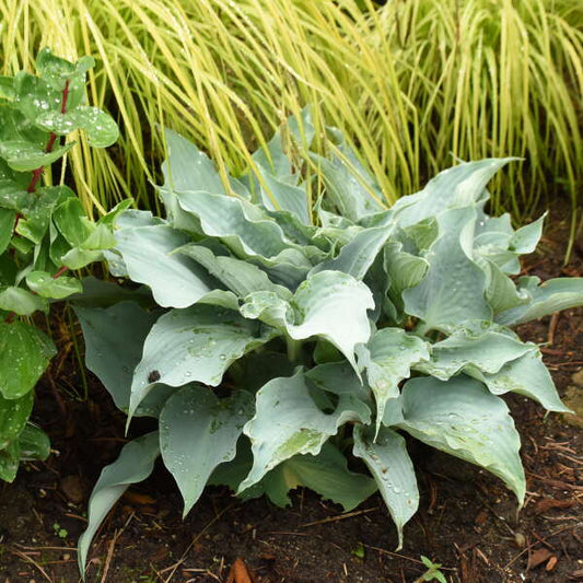 Hosta 'Dancing with Dragons'