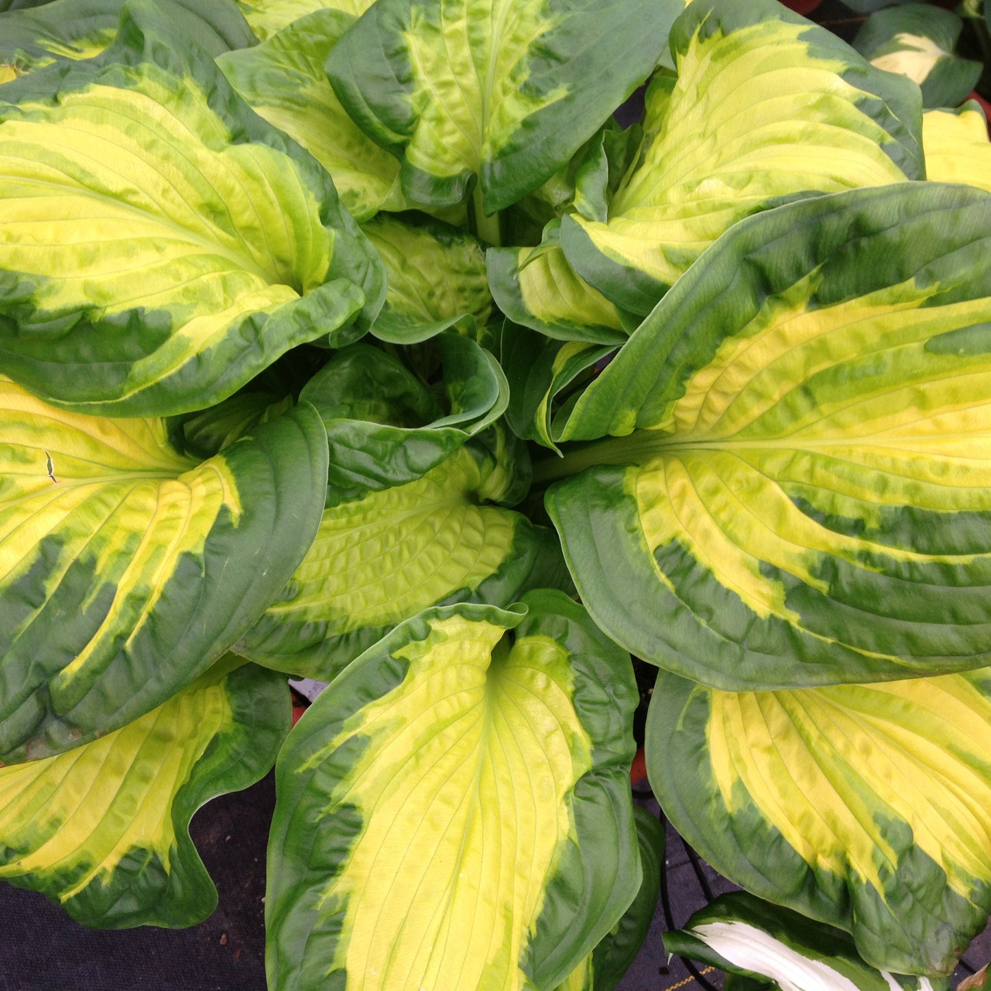 Hosta 'Etched Glass'