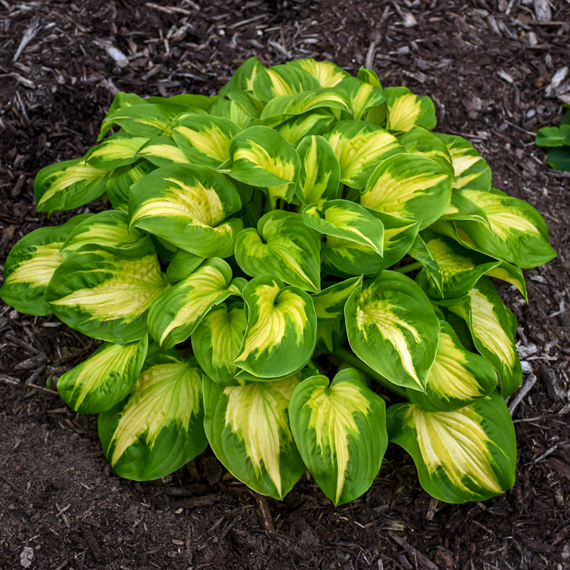 Hosta 'Etched Glass'