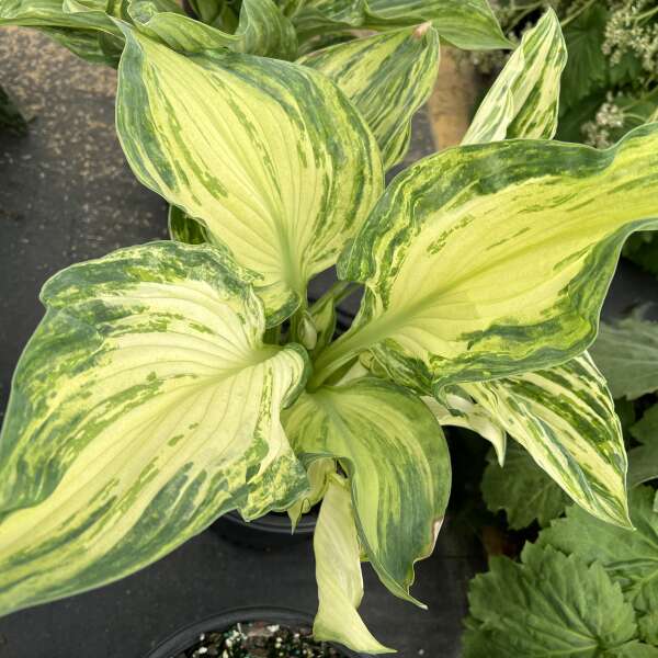 Hosta 'Frog in My Throat'