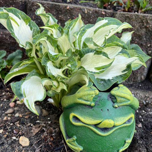 Hosta 'Frog in My Throat'