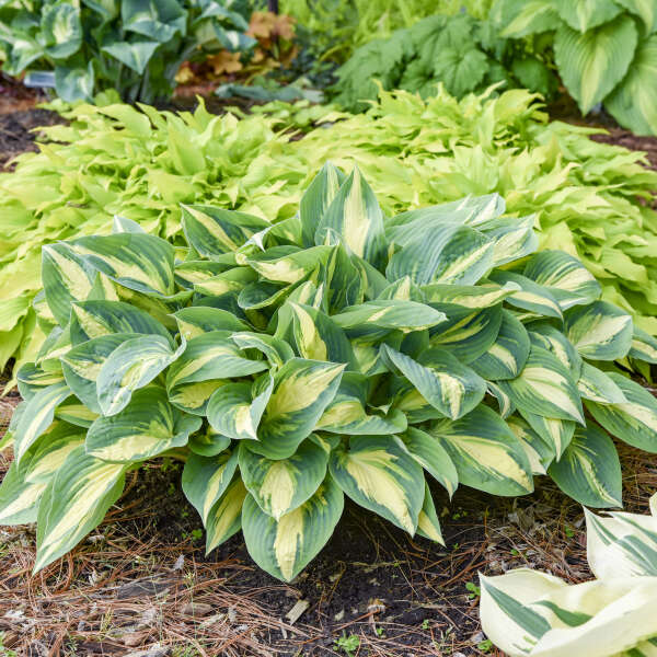 Hosta 'High Society'