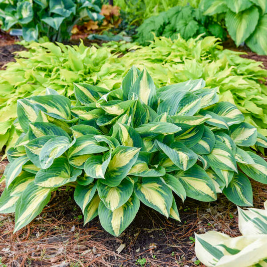 Hosta 'High Society'