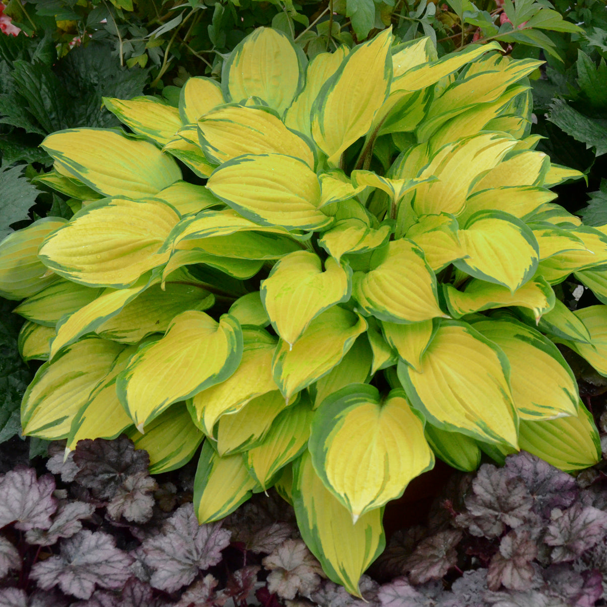 Hosta 'Island Breeze'
