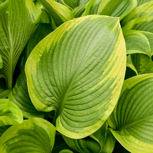 Hosta 'Lone Star’
