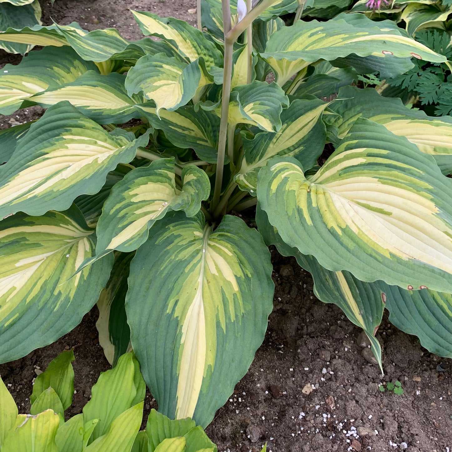 Hosta 'Love Story'