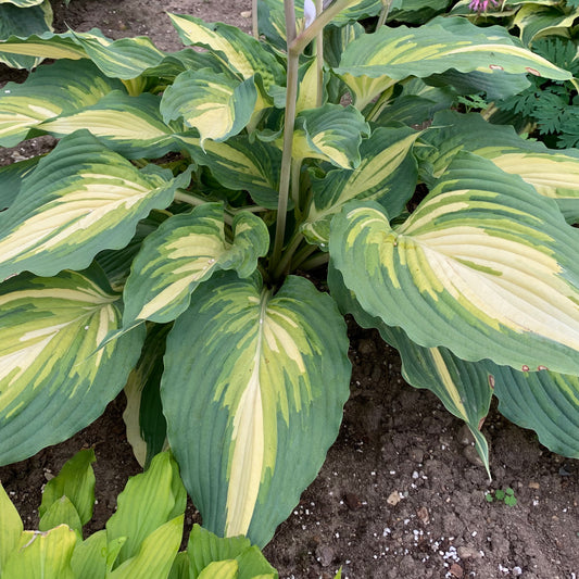 Hosta 'Love Story'