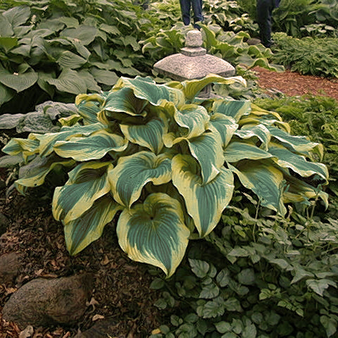 Hosta montana 'Aureomarginata'