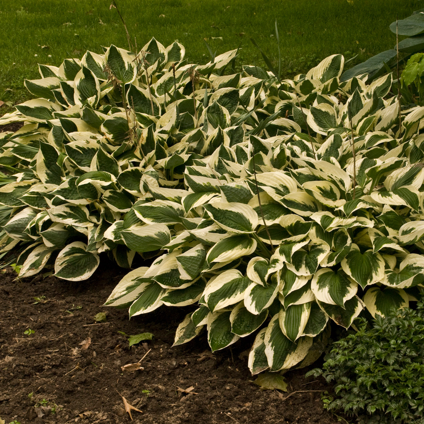 Hosta 'Patriot'